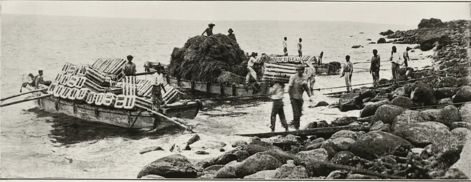 Empaquetado de plátanos en Tazacorte